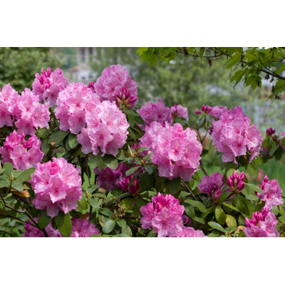 Pink Azalea Rhododendron by ArturKo - Wrapped Canvas Print