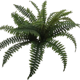 4 pièces plante de fougère de Boston avec 30 frondes de soie d'une largeur de 34 po - Collection printemps 2025 (Ensemble de 4)
