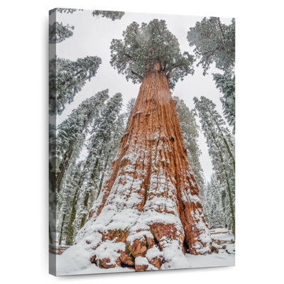 Harnek Wintry Sequoia Tree