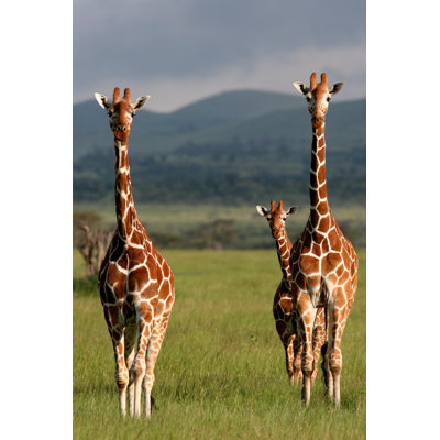Giraffes In Africa - Wrapped Canvas Print