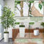 Plant-448456630