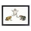 Illustrations of Toads by John Edward Gray - Framed Print-55576118-55576120