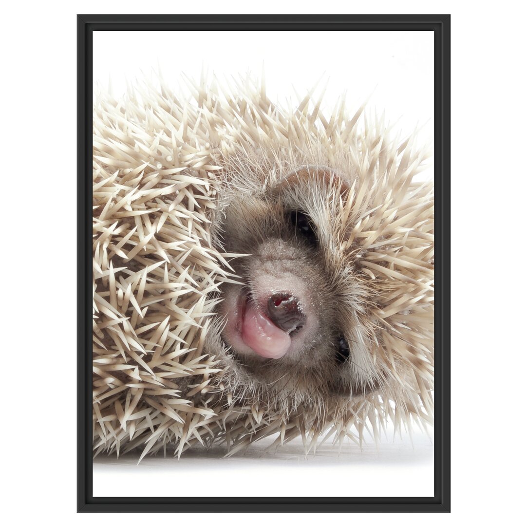 Gerahmtes Wandbild kleines niedliches Igel Baby