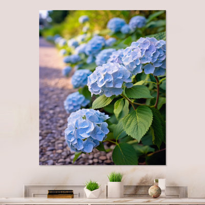 " Blue Blooms Of Hydrangea "