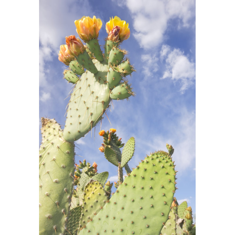 Prickly Pear In Bloom by Wesvandinter - Wrapped Canvas Print, 46cm H x 30cm W