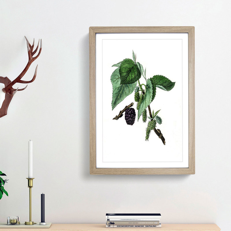 Black Mulberry Plant Illustration - Framed Print, 36cm H x 27cm W x 2cm D, Oak Framed