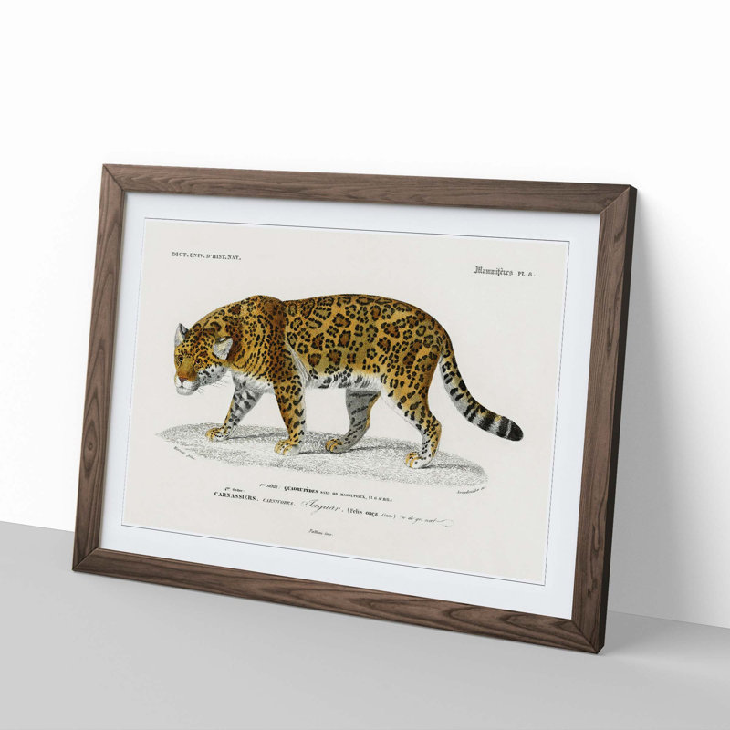 Jaguar by Charles dOrbigny - Framed Print, Walnut Framed, 27cm H x 36cm W x 2cm D