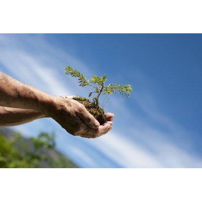 Tree in Hands by Adamkoch
