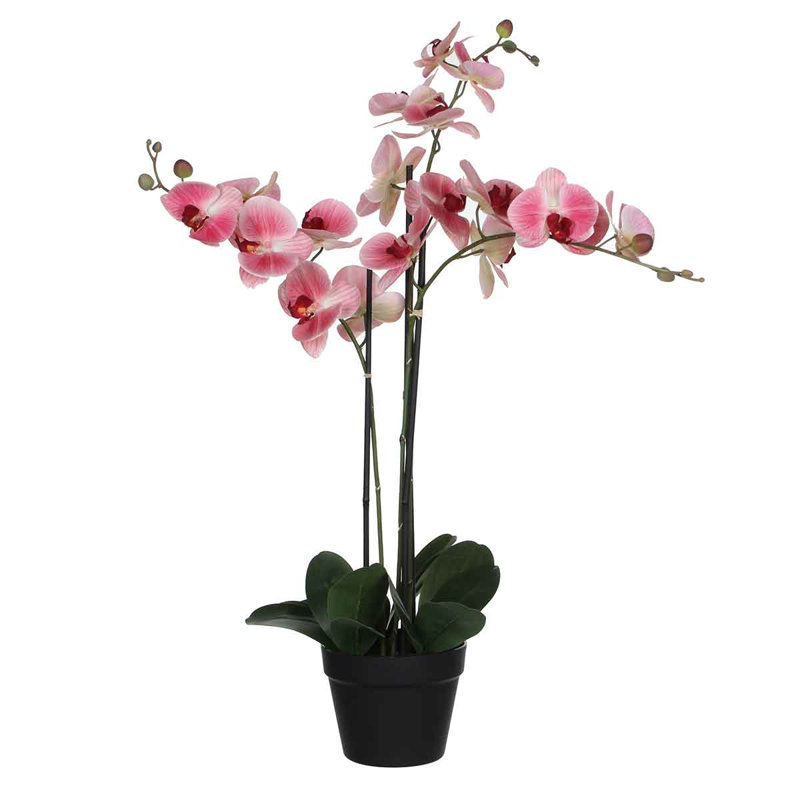 Orchid Arrangement in Pot, Pink