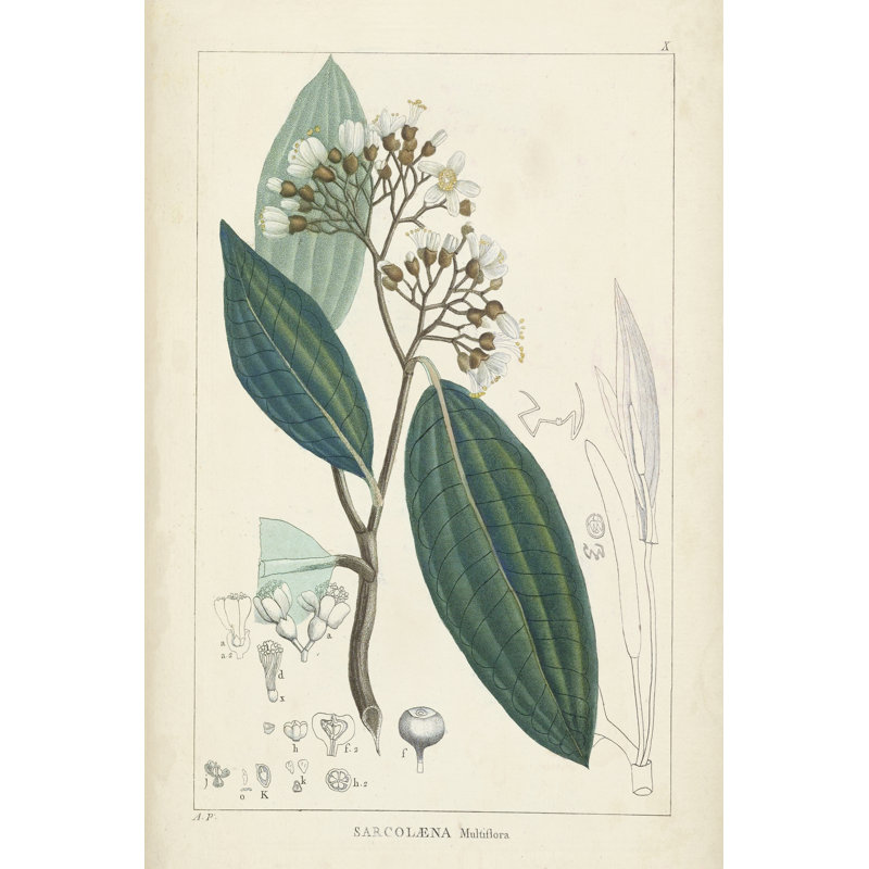 Vintage Verdure I - Wrapped Canvas Print, 46cm H x 30cm W