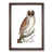 Walnut Framed selected