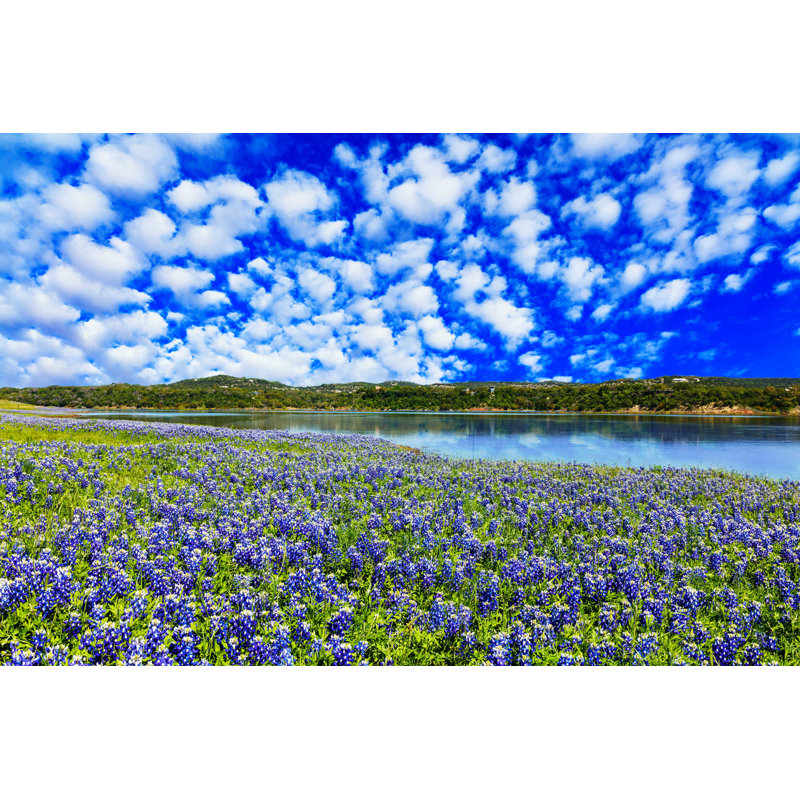 Bluebonnets - Photographie sur toile tendue, H 32 po x l 48 po