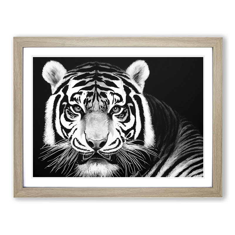Tiger - Single Picture Frame Print, 46cm H x 64cm W, Oak Framed