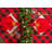 Wolsingham Gingham 100% Cotton Square Tablecloth-1110697332-1083442153