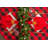 Wolsingham Gingham 100% Cotton Square Tablecloth-1110697333-1110697332