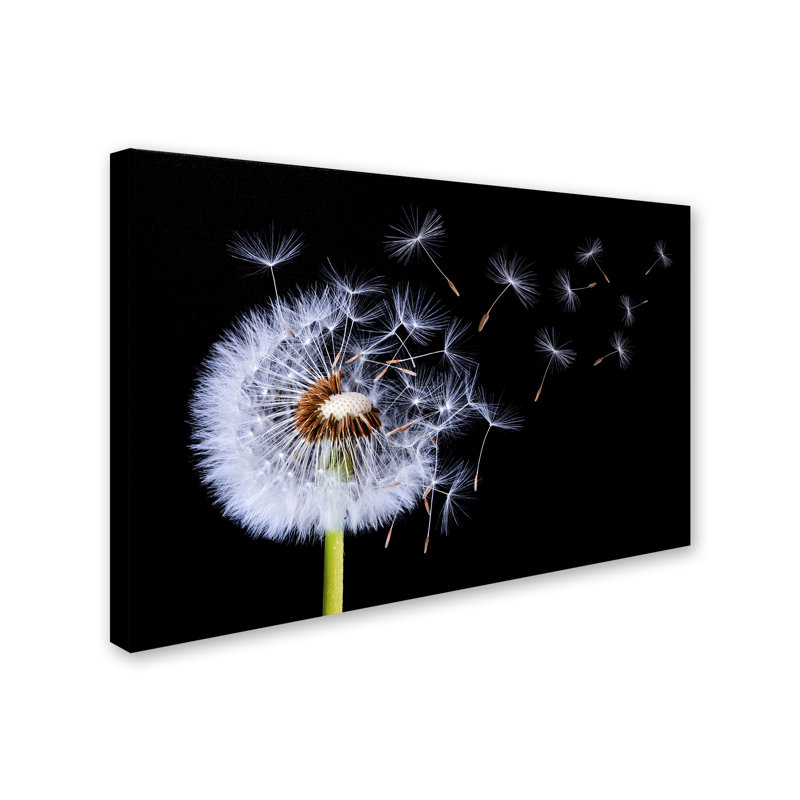 « pissenlit souffleing », impression sur toile tendue, 16 po x 24 po
