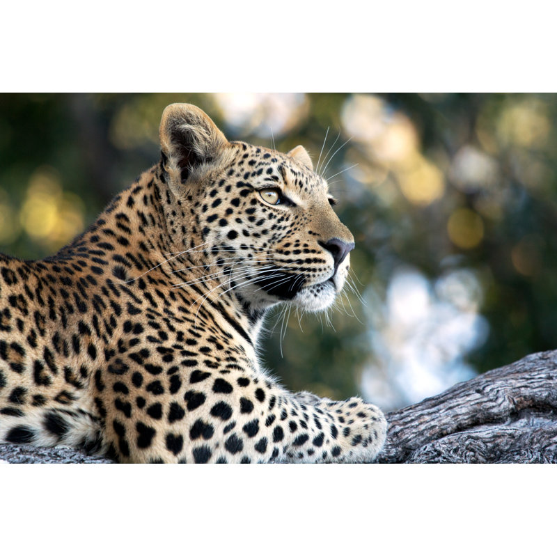 Leopard by Valmol48, 8" H x 12" W