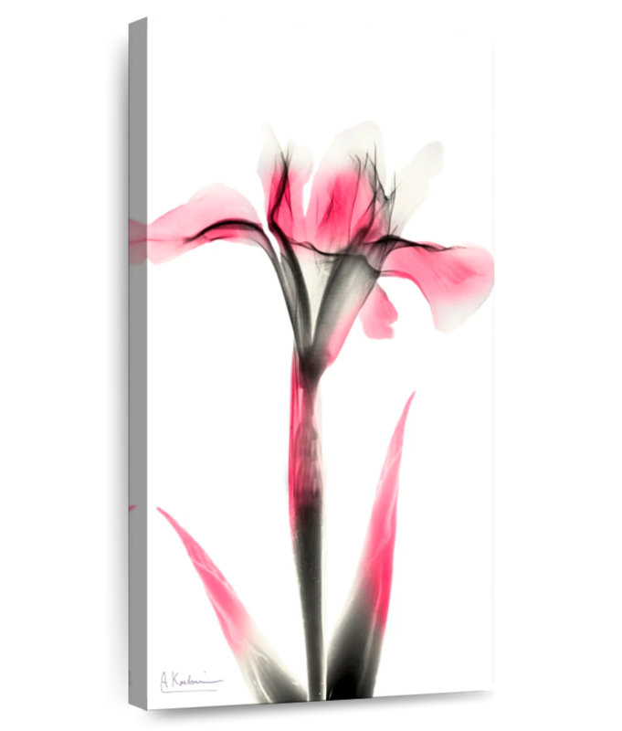 Pink Infused Iris I