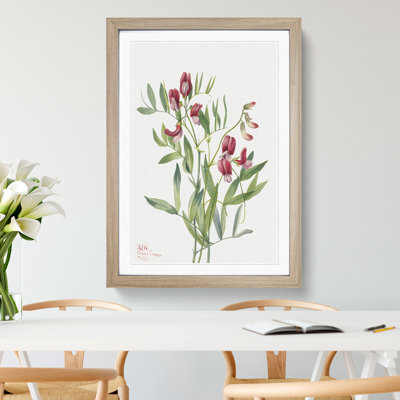 Wild Pea by Mary Vaux Walcott - Framed Print