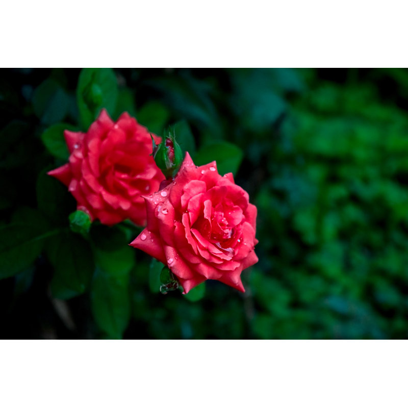 Deux roses rouges par CaâQue De Abreu, H 20 po x l 30 po