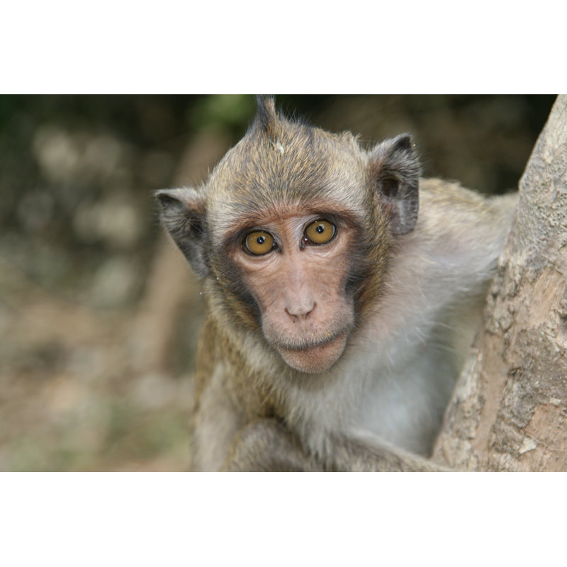 Long-tailed Macaque by Livetalent - No Frame Art Prints on Canvas, 51cm H x 76cm W