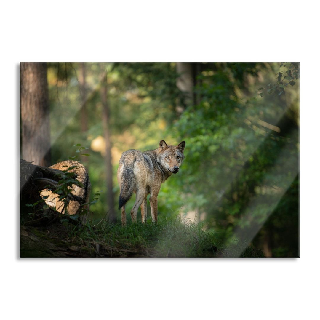 Glasbild Ängstlicher Wolf im Wald