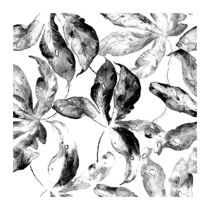 Canace 2.5m x 2.5m Matte Mural, 152 x 104cm