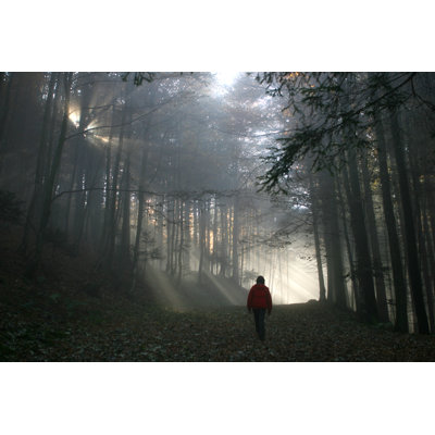 " Misty Forest " by Itakefotos4U