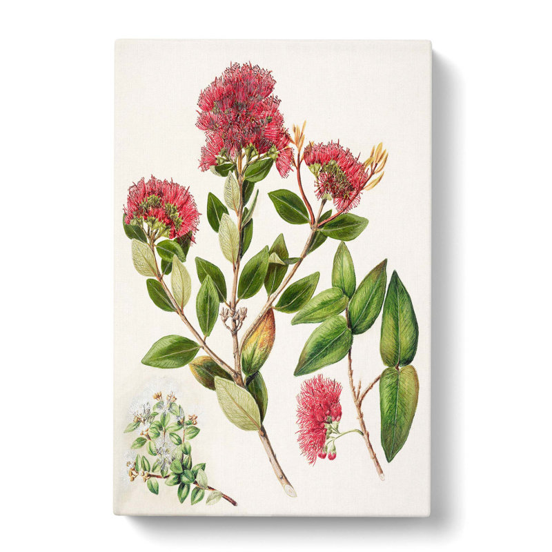 Aka. Rata Flowers - Wrapped Canvas Painting, 50cm H x 35cm W x 3cm D