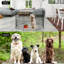 Parc pour enfants 8 chiots, clôture d'exercice pliable en métal pour chien, enclos intérieur et extérieur pour l'entraînement et aire de jeu sécuritaire-60801702-57902465
