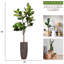 Faux figuier artificiel Panama de 88 po avec touche décorative Panama Home
