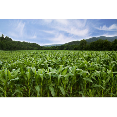 Cornfield by Dannyone - Wrapped Canvas Print