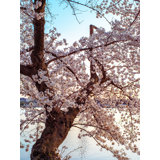 Cherry Blossom Dream Print by Scott Wurzel