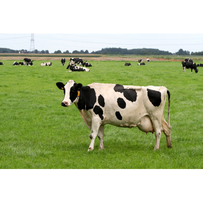Holstein Cow In The Field - Wrapped Canvas Print