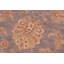 Tapis beige / rouge / bleu en laine noué à la main de style oriental rectangulaire Baccio 5 pi 8 po x 9 pi