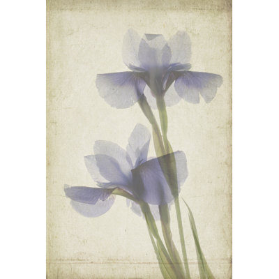 Parchment Flowers VIII by Judy Stalus - Wrapped Canvas Painting