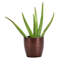 Live Aloe Vera Plant in Classic Pot-49662234