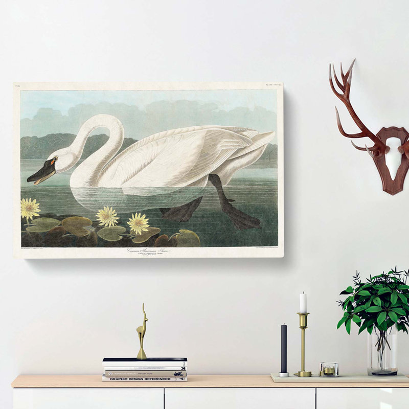 American Swan by John Audubon - Wrapped Canvas Painting, 50cm H x 76cm W x 3cm D