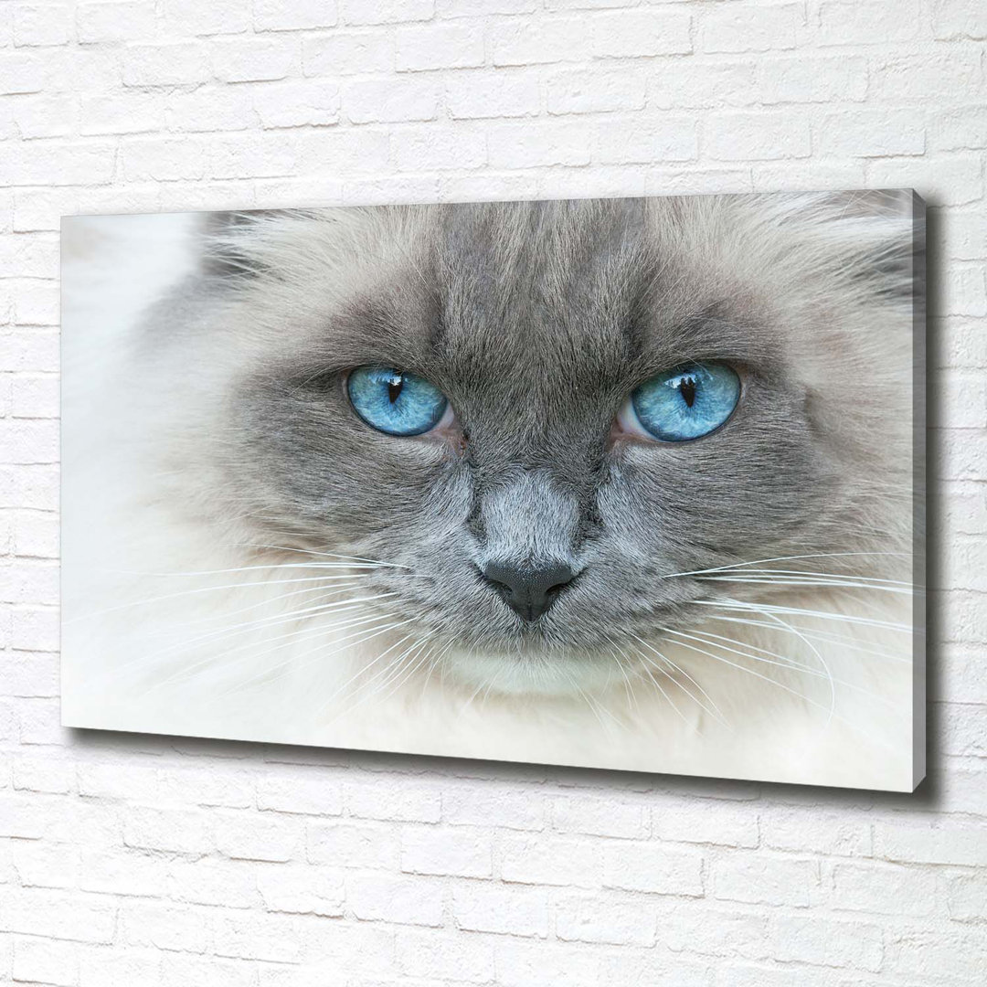 Katze mit blauen Augen - Kunstdrucke auf Segeltuch