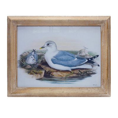 Framed Sea Bird Print Under Glass 16.5"L-85385DS