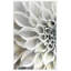 Delicate Petals A Print