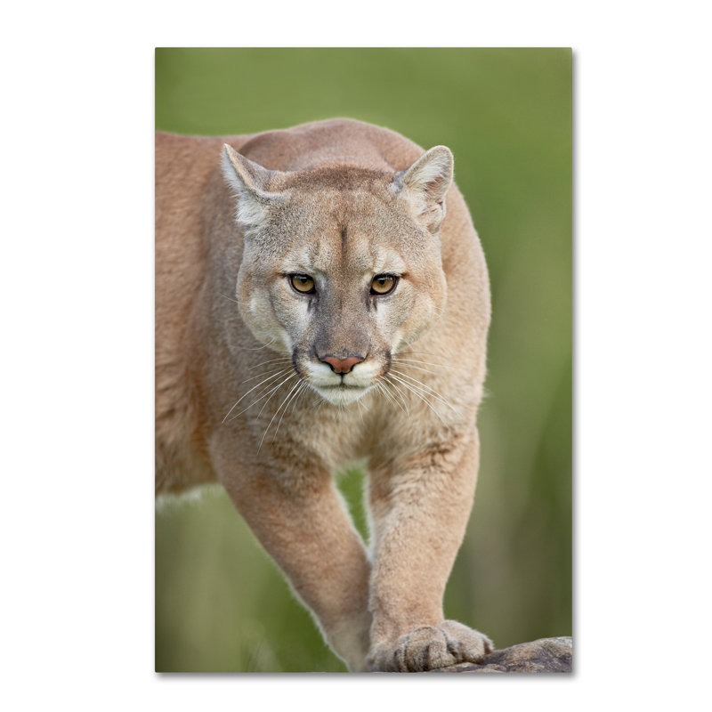 Ann «Cougar», reproduction d'impression sur toile tendue, H 19 po x l 12 po