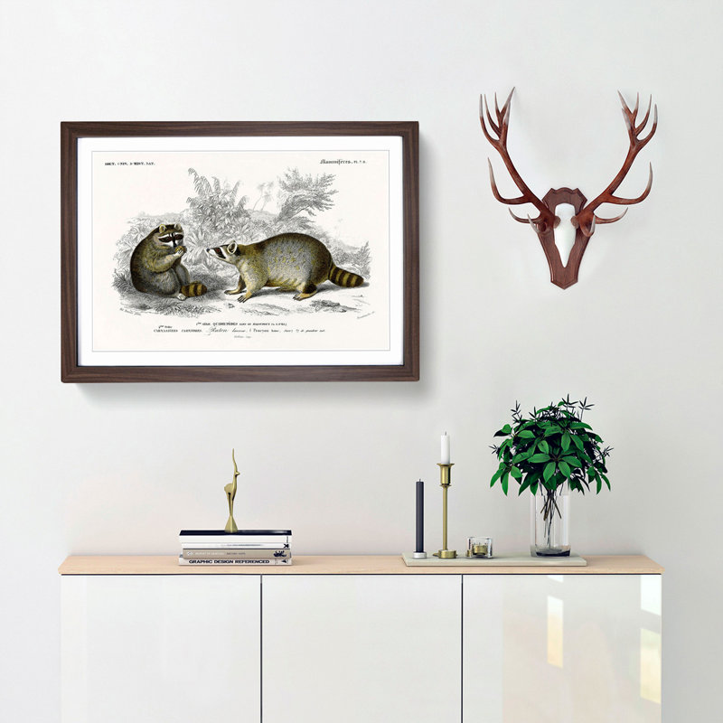 Raccoon Illustration by Charles D'Orbigny - Picture Frame Painting Print, 27cm H x 36cm W x 2cm D, Walnut Framed