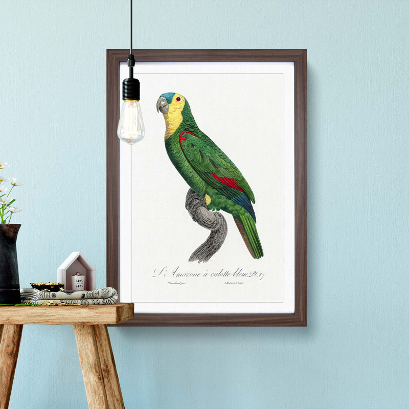 Blue Fronted Amazon Parrot by F. Levaillant - Picture Frame Graphic Art Print, 48cm H x 36cm W x 2cm D, Walnut Framed