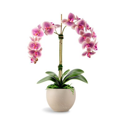 Arrangement Cassandra RealTouch Orchid