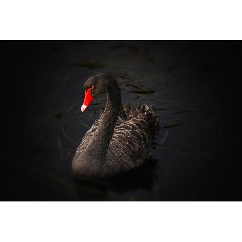 Cygne noir - photographie sur toile tendue, H 8 po x l 12 po