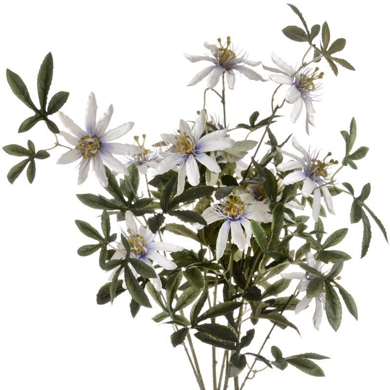 Anastasija Arrangement