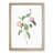 Austrian Briar Rose In Pink by Pierre-Joseph Redoute - Single Picture Frame Painting-55457027-55457026