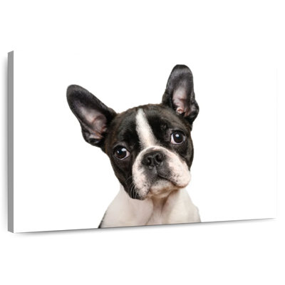 Brampt Little Boston Terrier