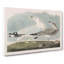 Common American Gulls - Wrapped Canvas Painting-55371090